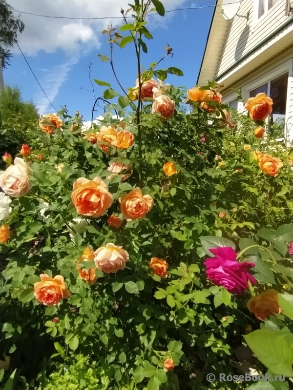 Lady of Shalott 