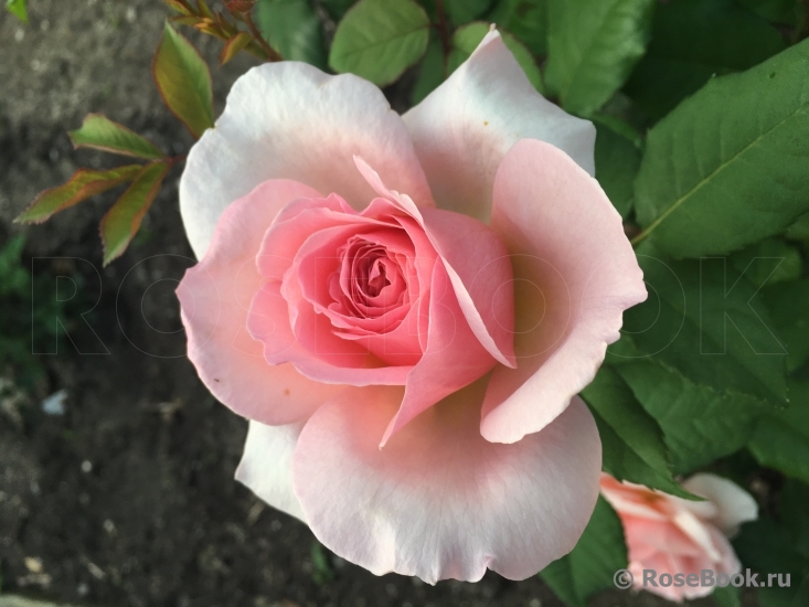 Abraham Darby