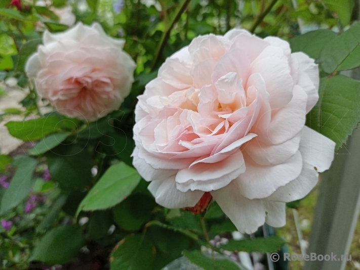 A Shropshire Lad