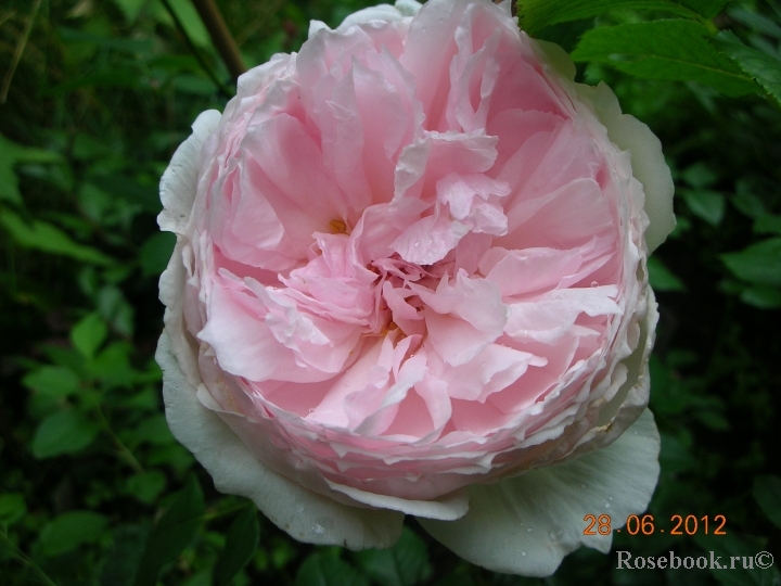 The Wedgwood Rose