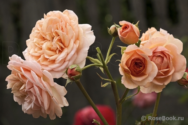 Crown Princess Margareta®