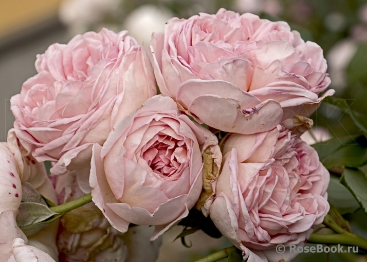 Abraham Darby