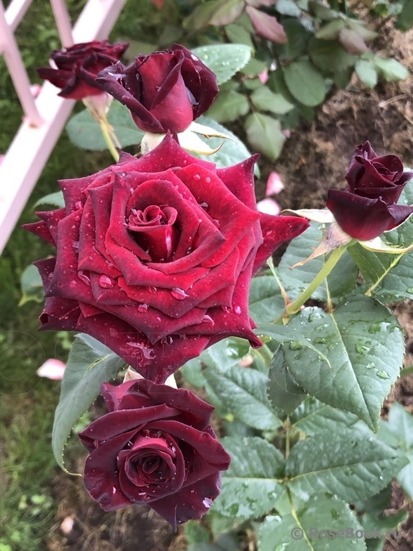 Black Baccara