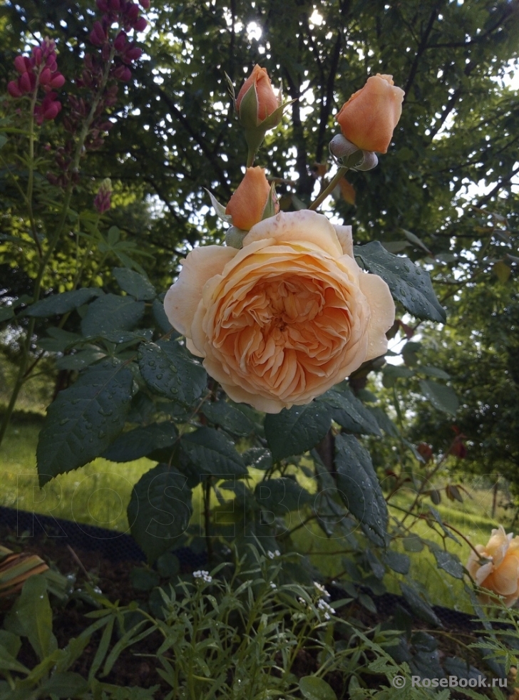 Crown Princess Margareta®