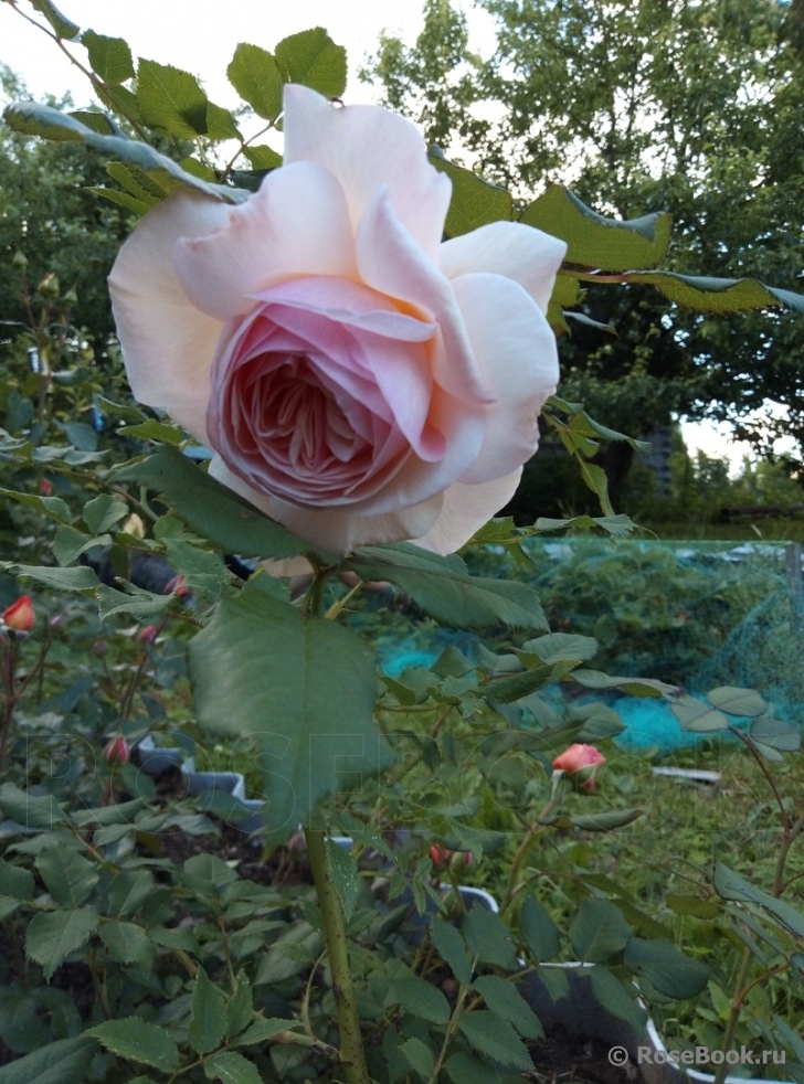 A Shropshire Lad