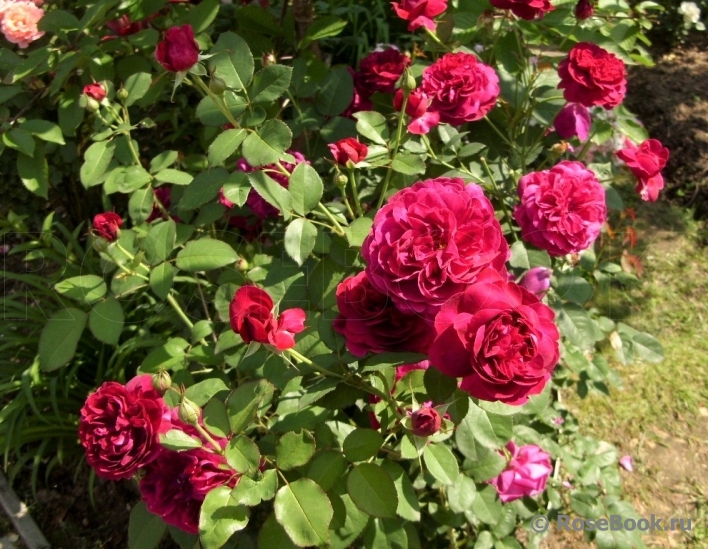 Darcey Bussell 