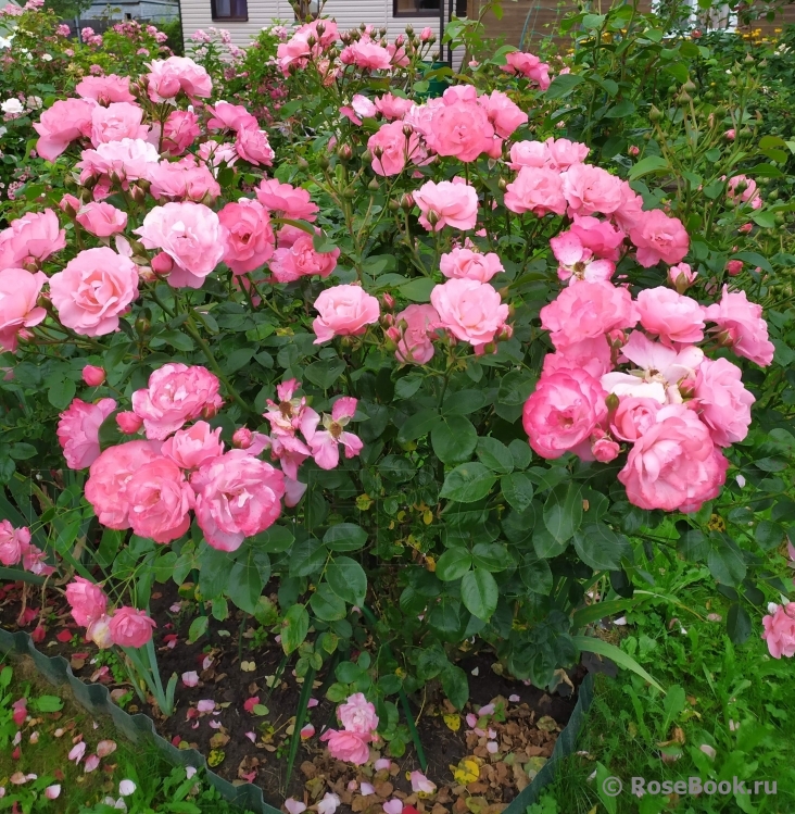 Mein schoner Garten