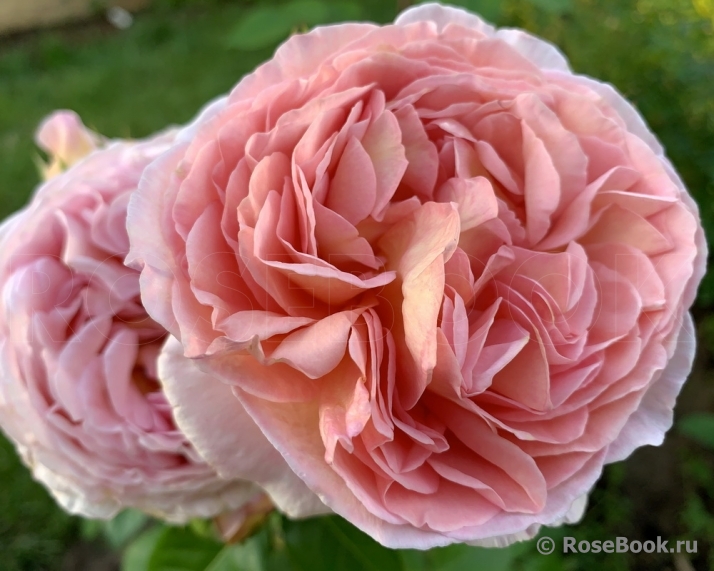 Abraham Darby