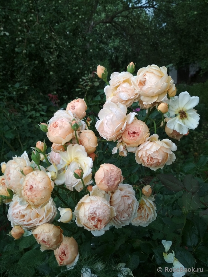 Crown Princess Margareta®