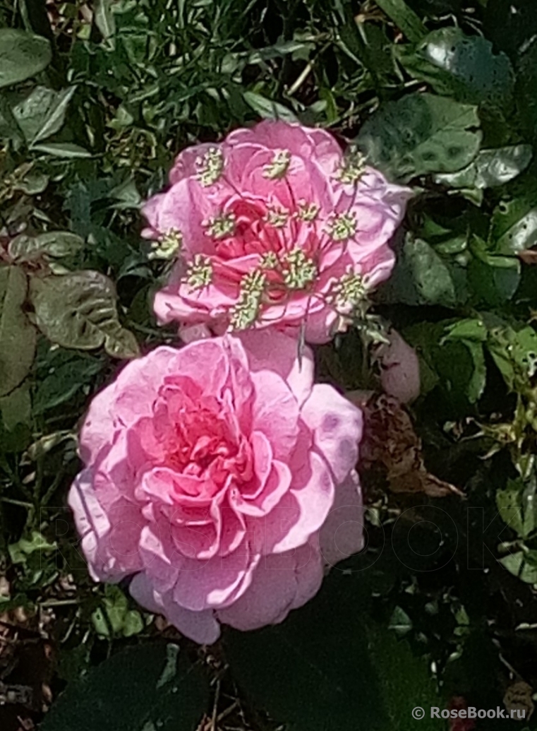 Gertrude Jekyll