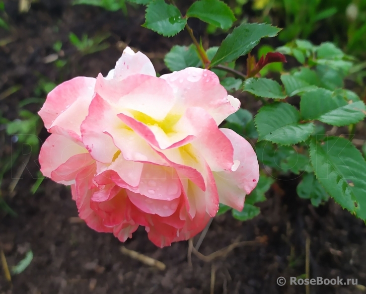 Rose de Gerberoy ®