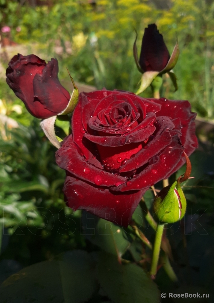 Black Baccara