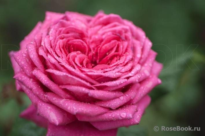 Johann Wolfgang von Goethe Rose®