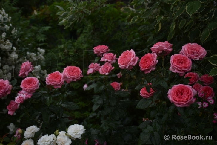 La Rose de Molinard ®