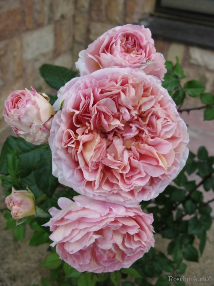 Abraham Darby