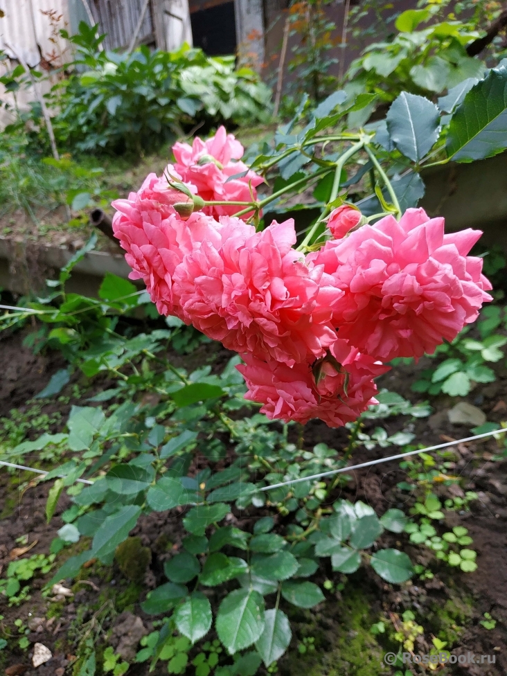 Rosarium Uetersen