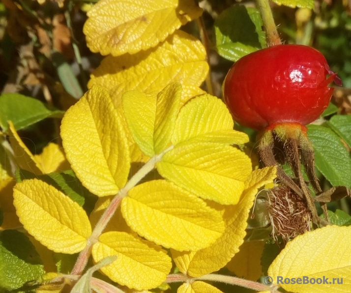 Rosa rugosa rubra