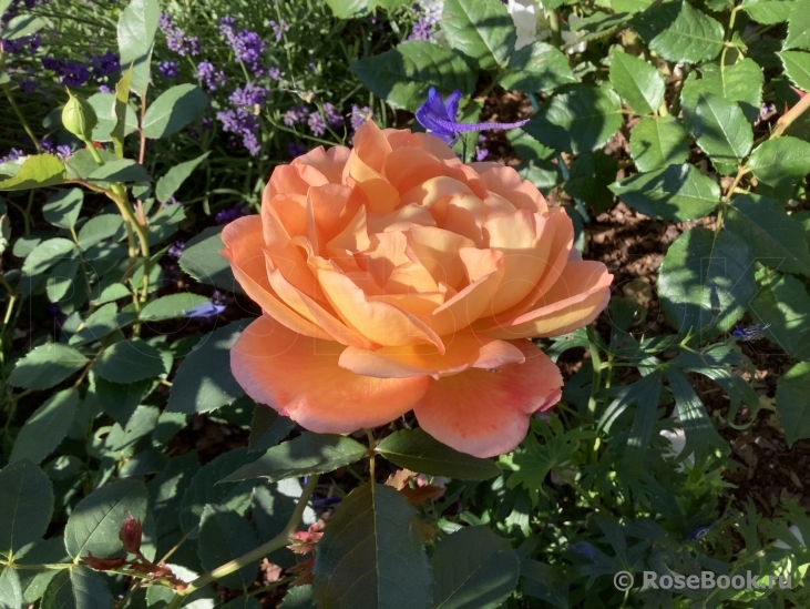 Lady of Shalott 