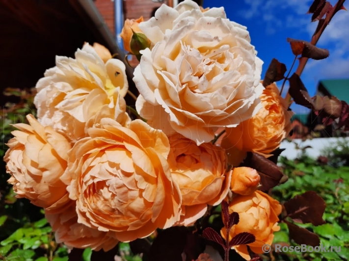 Crown Princess Margareta®