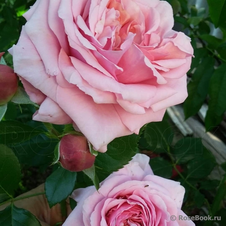 Durance Ancian Rosa