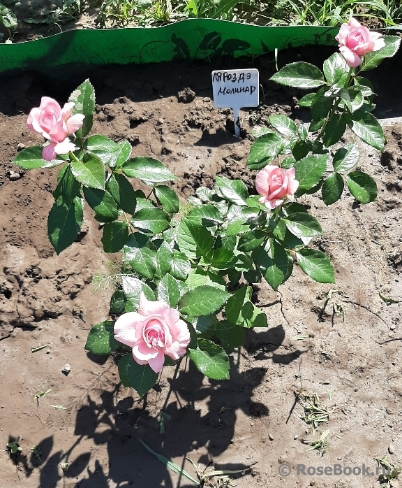 La Rose de Molinard ®