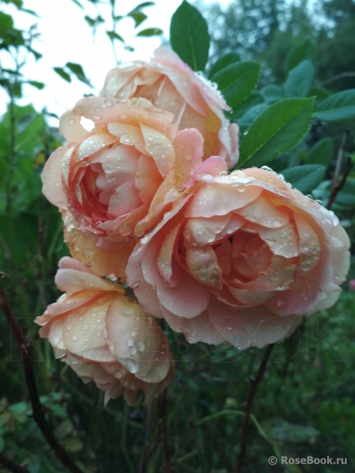 Lady of Shalott 