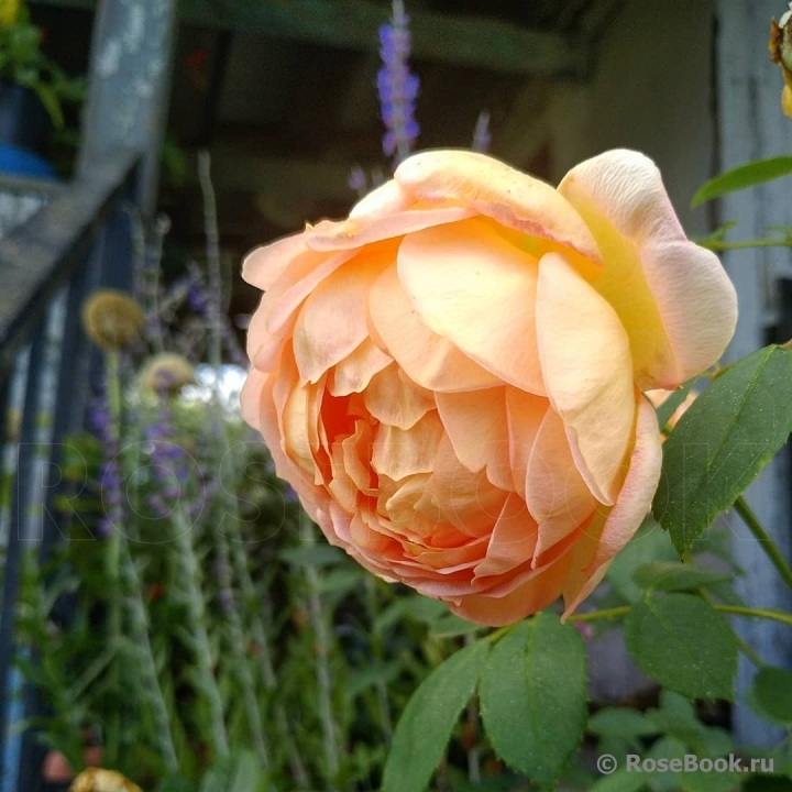 Lady of Shalott 