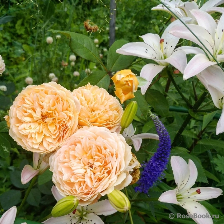 Crown Princess Margareta®