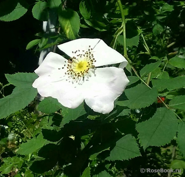 Rosa canina 'inermis'