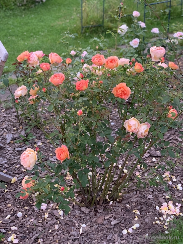 Lady of Shalott 