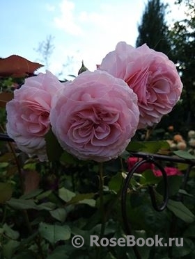 A Shropshire Lad