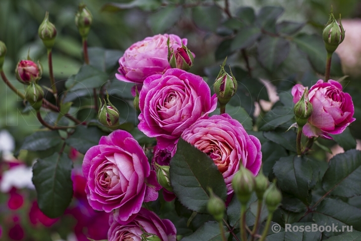 Centenaire de l'Haÿ-les-roses ®