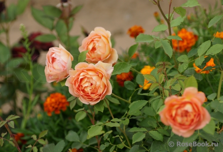 Lady of Shalott 