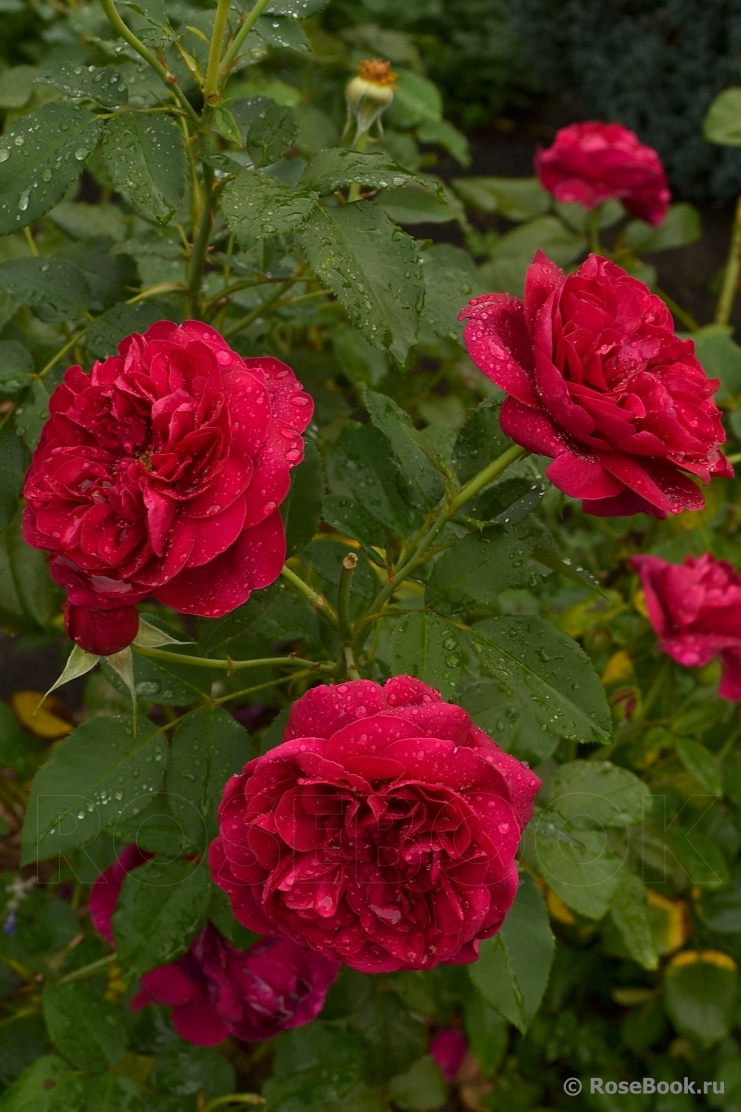 Darcey Bussell 