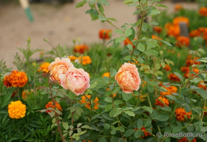 Lady of Shalott 