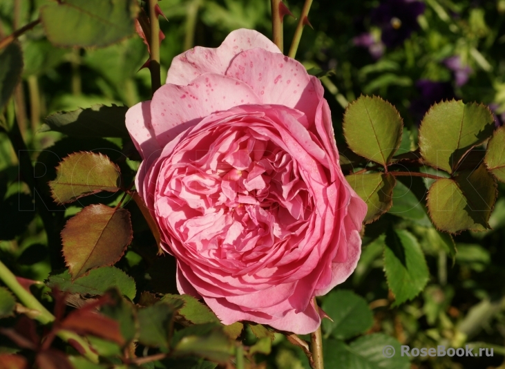 Princess Alexandra of Kent 