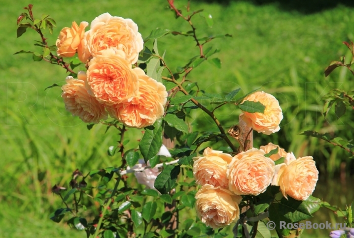 Crown Princess Margareta®