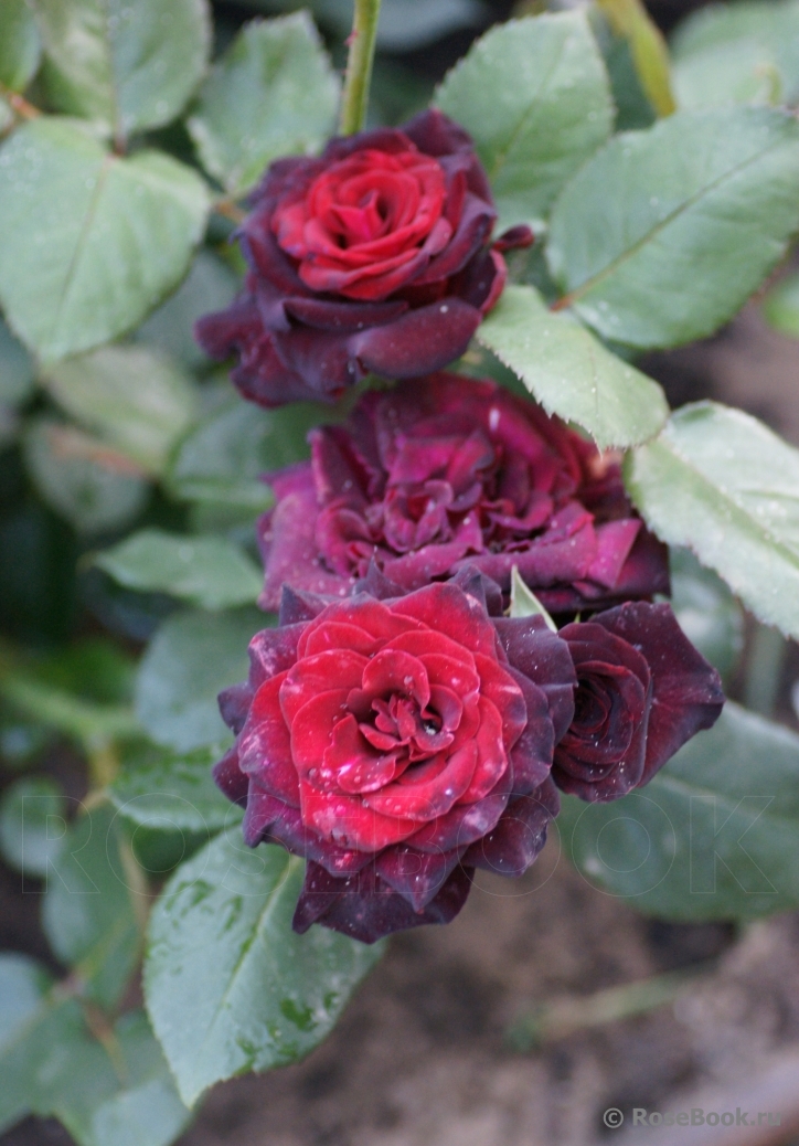 Black Baccara