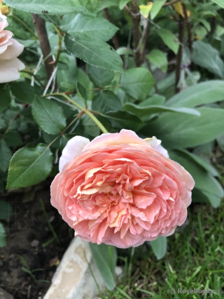 Abraham Darby