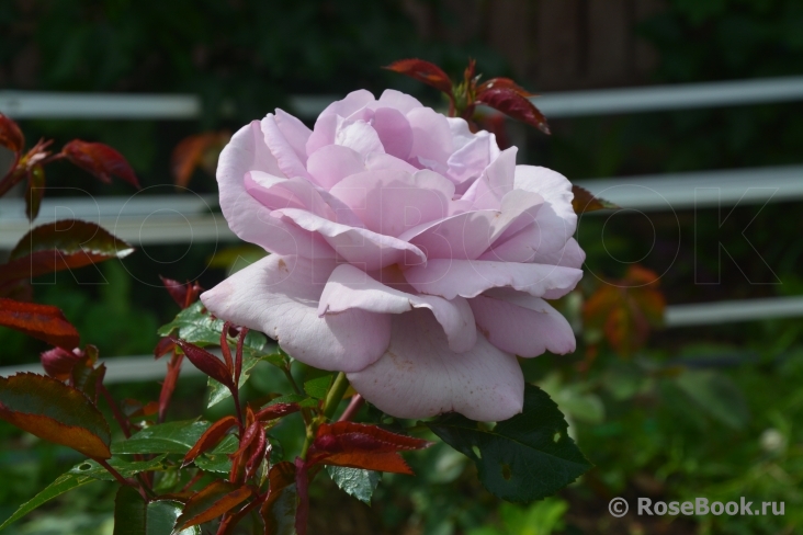 La Rose du Petit Prince