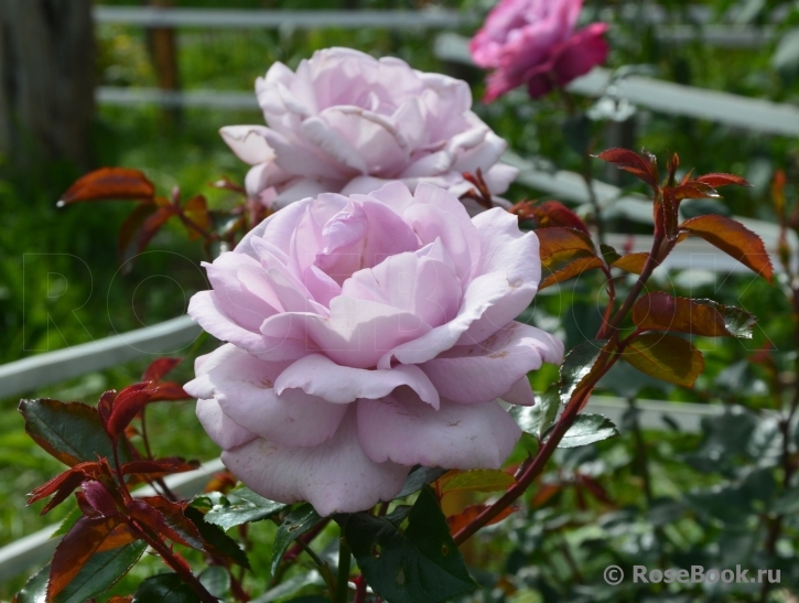 La Rose du Petit Prince