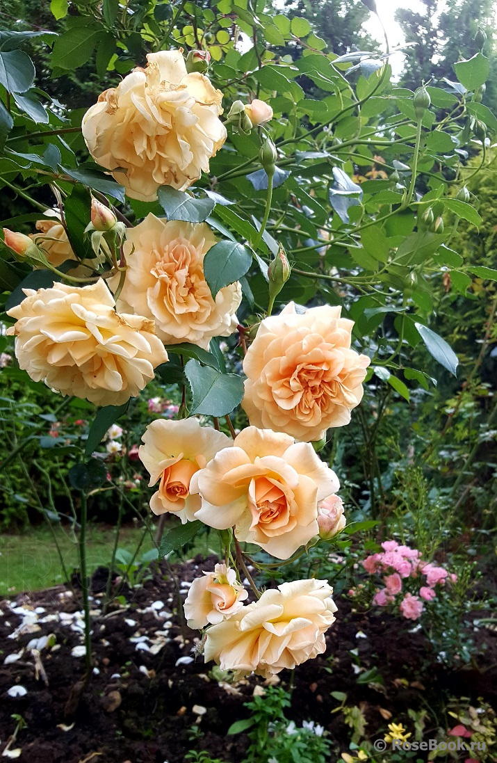 The Lady Gardener