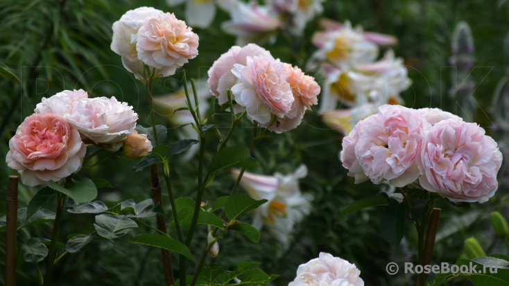 Abraham Darby