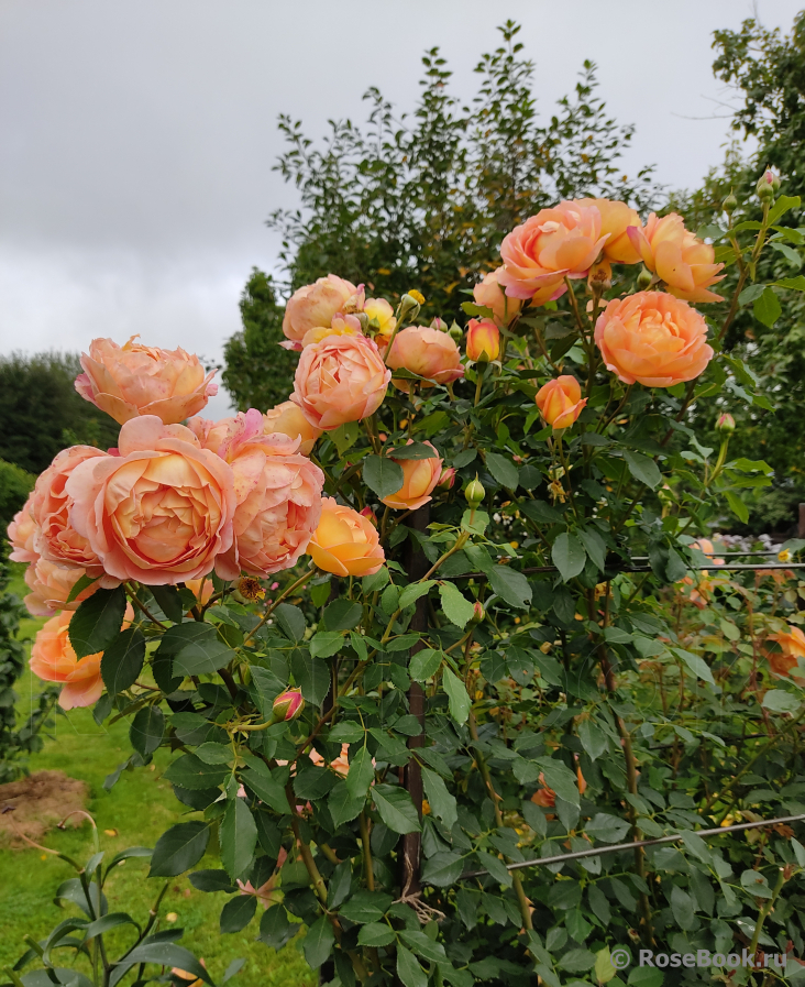 Lady of Shalott 