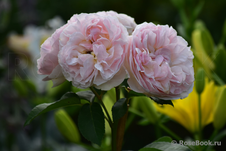 Abraham Darby