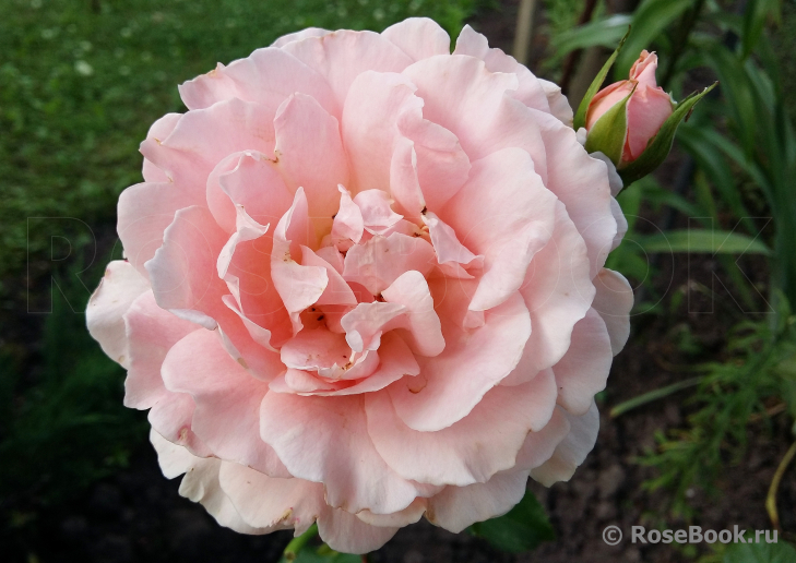 Abraham Darby