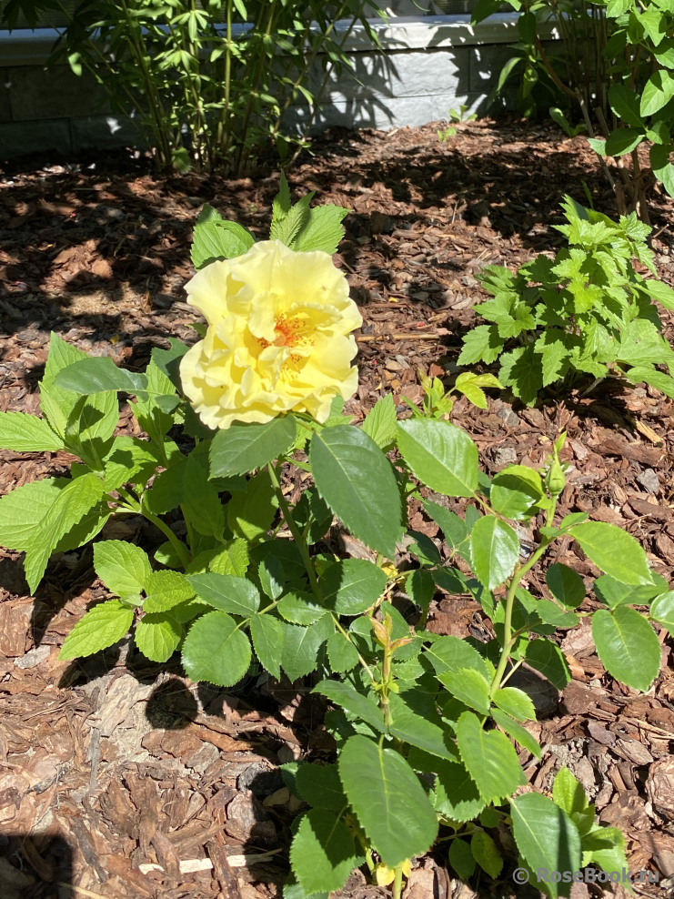 Tibet Rose