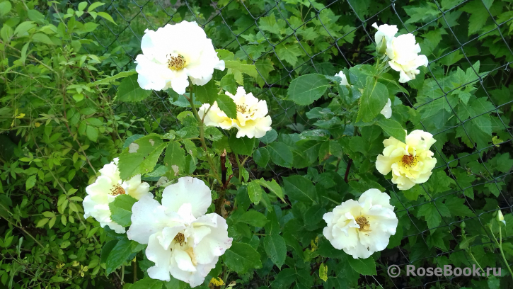 Tibet Rose