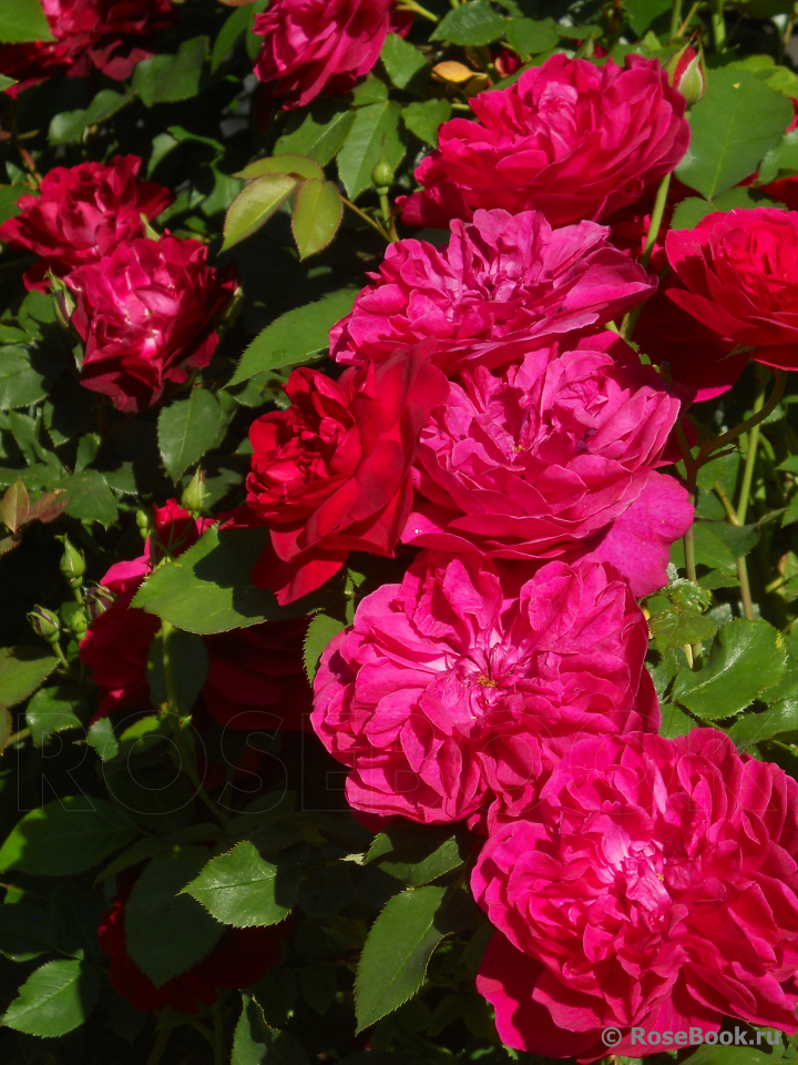 Darcey Bussell 