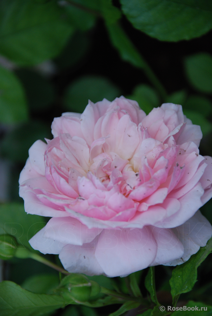 Abraham Darby